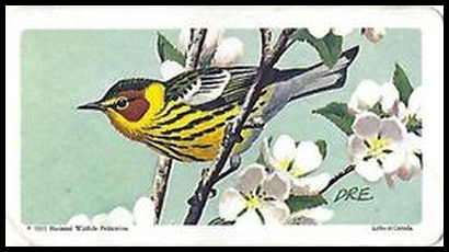 28 Cape May Warbler